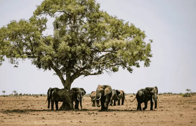 Herd of elephants gathered under a large tree in a dry, open savanna in Botswana.