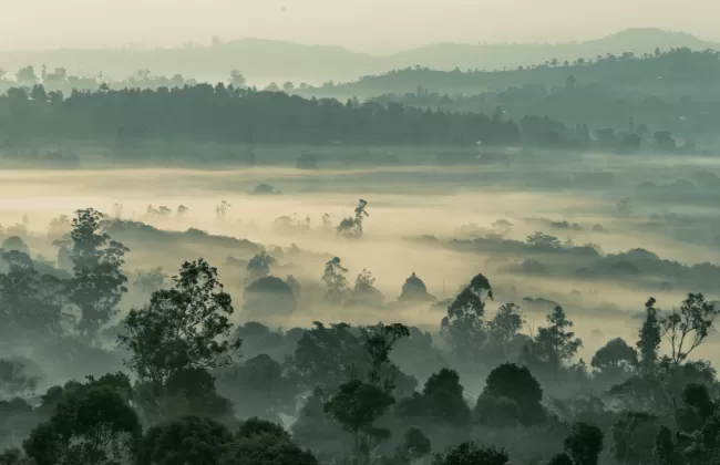 Lush forest landscape covered in morning mist with rolling hills and dense trees in Cameroon.