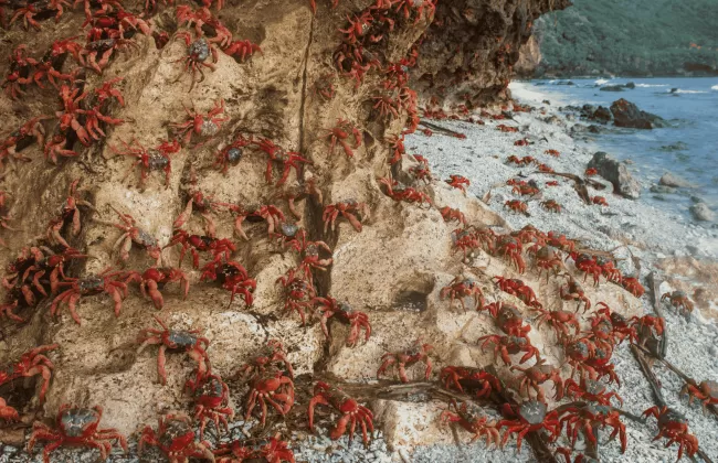Thousands of red crabs migrating across a rocky shore on Christmas Island.