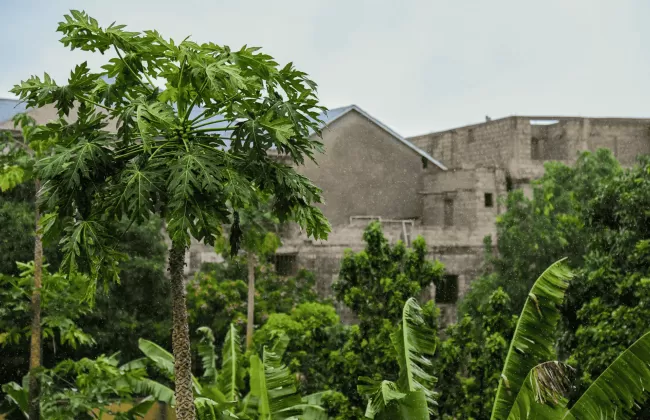 Ancient stone ruins surrounded by dense green vegetation.