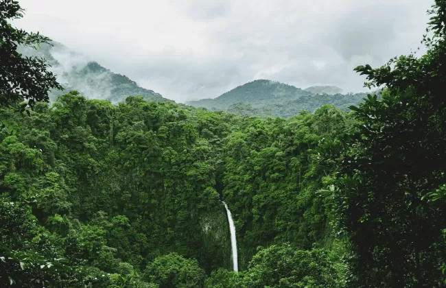 A dense tropical rainforest with tall trees and misty atmosphere.
