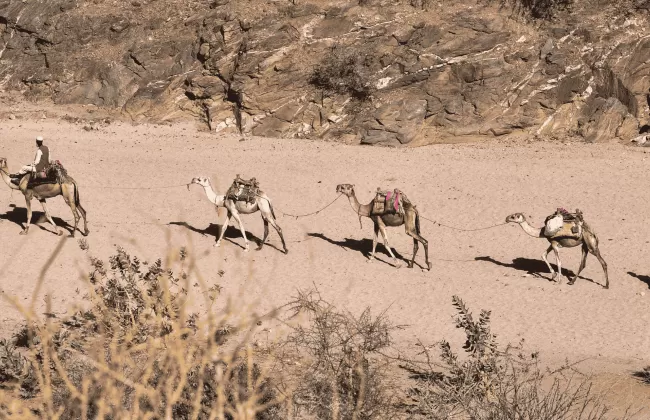 A desert scene with several camels walking across sandy terrain.