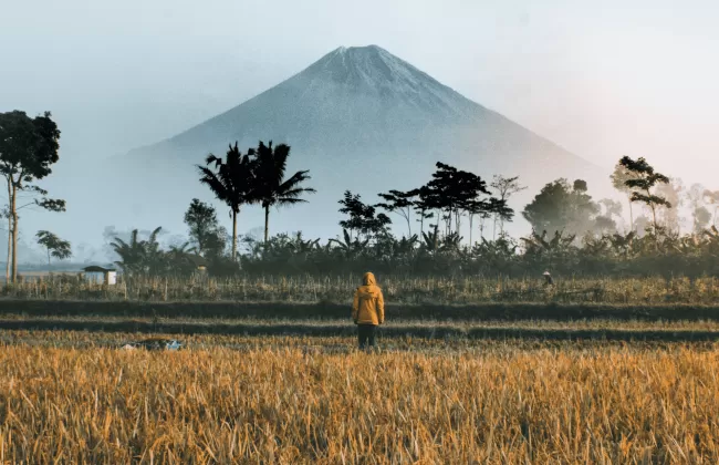 Mount Merapi in Indonesia with rice fields and palm trees in the foreground.