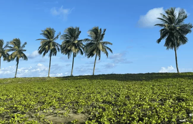 Palm trees in a green field under a blue sky.
