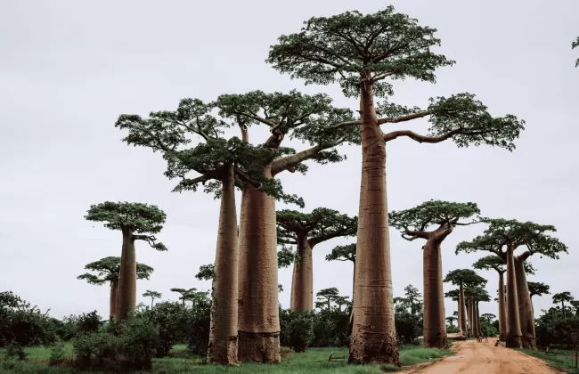 Baobab trees against a clear sky.