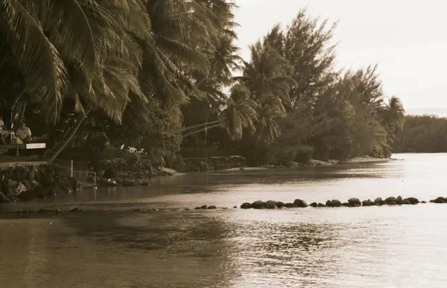 Tropical island shore with palm trees.