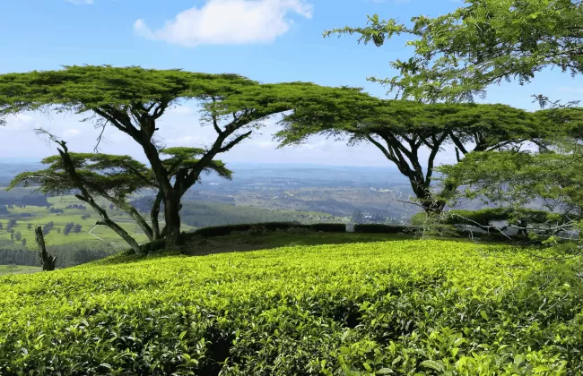 Green landscape with wide, flat trees.