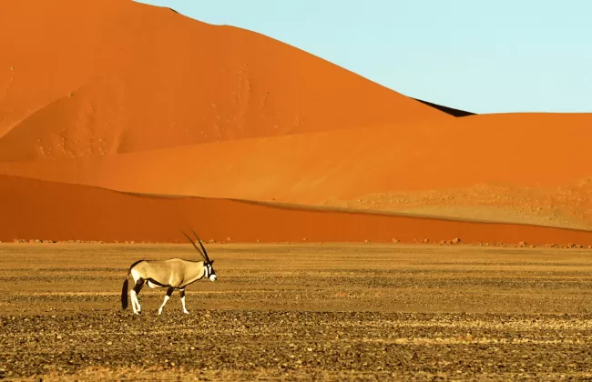 Vast desert with orange sand dunes and a lone animal.