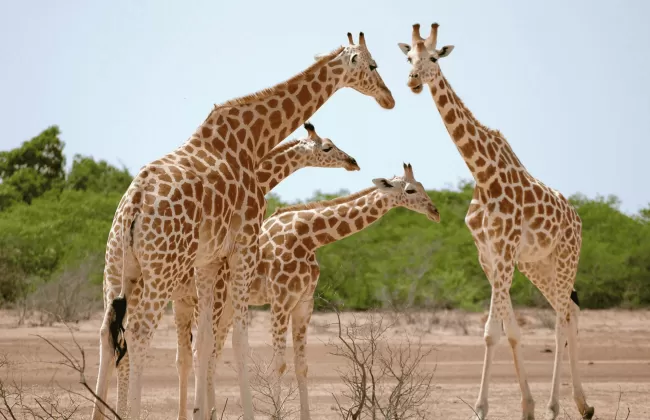 Two giraffes standing together in a dry savanna landscape.