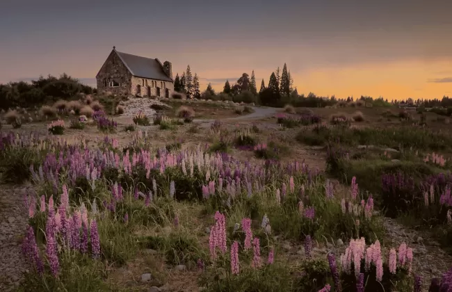 A rural landscape with purple wildflowers and a small house in the distance.