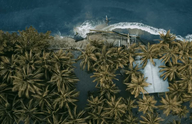 Aerial view of dense mangroves with winding waterways.