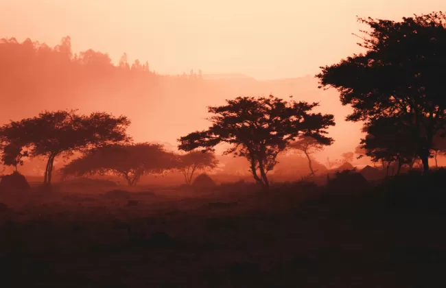 Silhouettes of acacia trees in a misty orange sunset landscape.