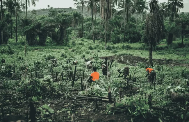 People working in a dense tropical forest with tall palm trees.