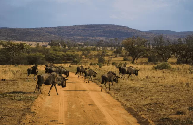 Herd of animals walking along a dirt road in dry savanna.