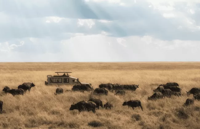 Herds of wildebeest crossing grassy plains under sun rays.