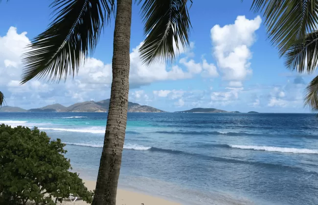 Palm trees overlooking a calm blue sea and gentle waves.
