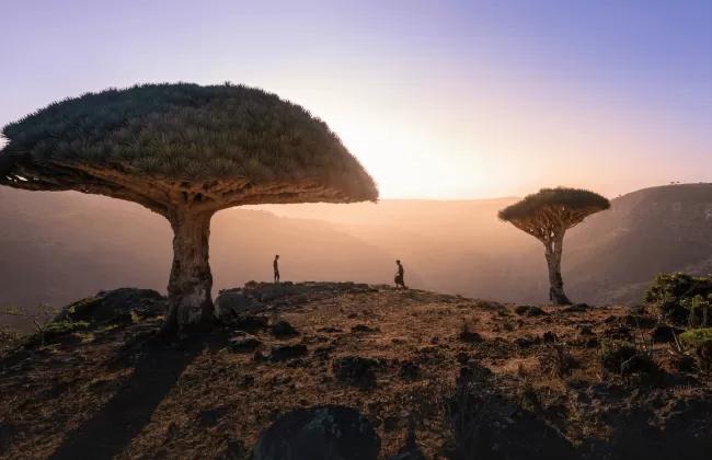 Unique dragon blood trees casting long shadows at sunset.