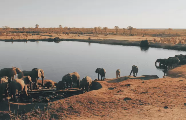 Herd of elephant drinking water from lake.