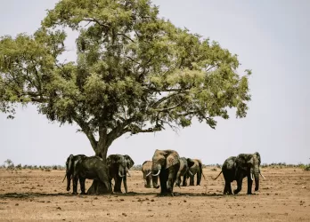 Herd of elephants gathered under a large tree in a dry, open savanna in Botswana.