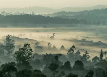 Lush forest landscape covered in morning mist with rolling hills and dense trees in Cameroon.