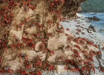 Thousands of red crabs migrating across a rocky shore on Christmas Island.