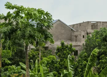 Ancient stone ruins surrounded by dense green vegetation.