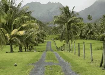 A road lined with palm trees leading toward distant mountains.