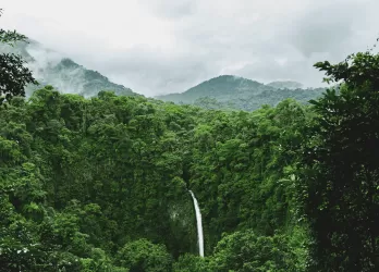 A dense tropical rainforest with tall trees and misty atmosphere.