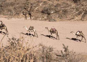 A desert scene with several camels walking across sandy terrain.