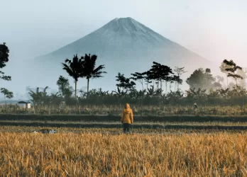 Mount Merapi in Indonesia with rice fields and palm trees in the foreground.