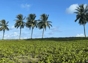 Palm trees in a green field under a blue sky.