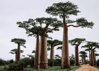 Baobab trees against a clear sky.