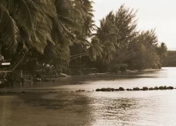 Tropical island shore with palm trees.