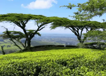 Green landscape with wide, flat trees.