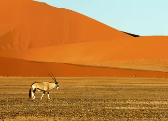 Vast desert with orange sand dunes and a lone animal.