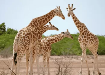 Two giraffes standing together in a dry savanna landscape.