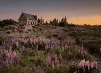 A rural landscape with purple wildflowers and a small house in the distance.