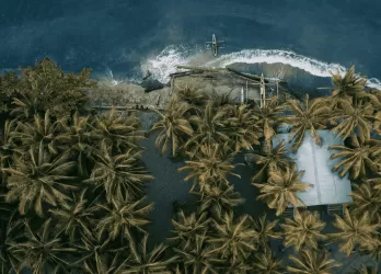 Aerial view of dense mangroves with winding waterways.
