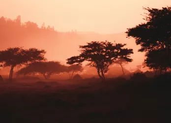 Silhouettes of acacia trees in a misty orange sunset landscape.
