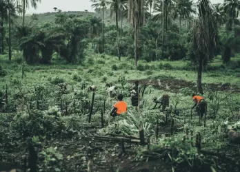 People working in a dense tropical forest with tall palm trees.