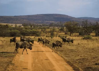 Herd of animals walking along a dirt road in dry savanna.