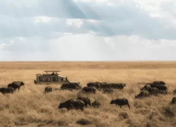 Herds of wildebeest crossing grassy plains under sun rays.