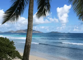 Palm trees overlooking a calm blue sea and gentle waves.