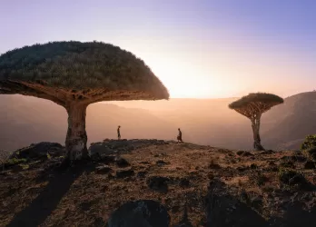 Unique dragon blood trees casting long shadows at sunset.
