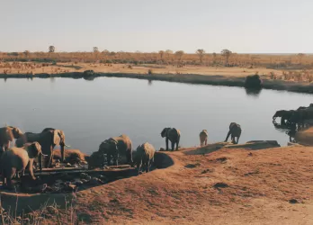 Herd of elephant drinking water from lake.